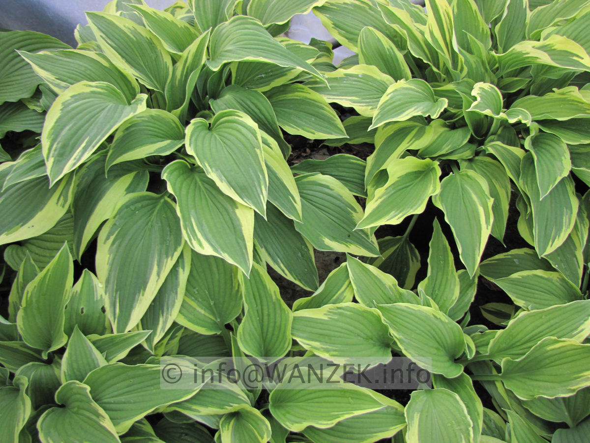 Hosta Hybride Silver Crown 01.JPG